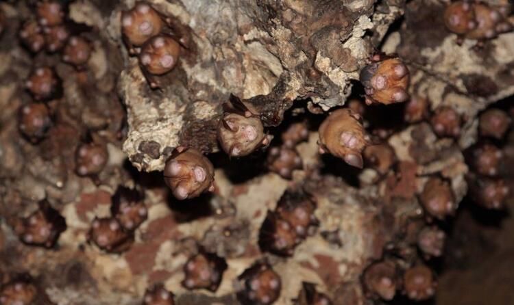 Deneyde kullanılan yarasa araştırmacıya saldırdı! 9