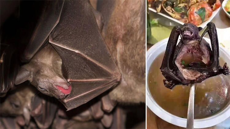 Koronayla ilgili dünyayı sarsan gelişme! Her şeyi unutun... 16