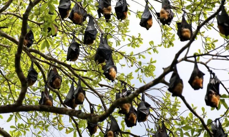 Koronayla ilgili dünyayı sarsan gelişme! Her şeyi unutun... 34
