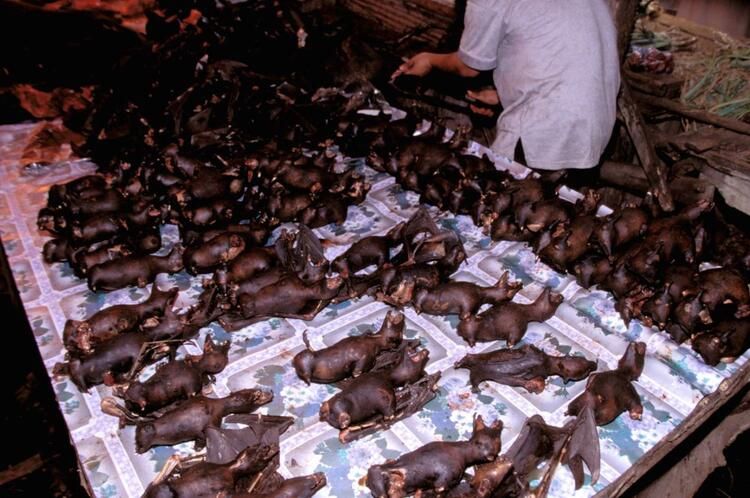 Koronayla ilgili dünyayı sarsan gelişme! Her şeyi unutun... 13