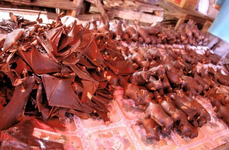 Koronayla ilgili dünyayı sarsan gelişme! Her şeyi unutun... 11