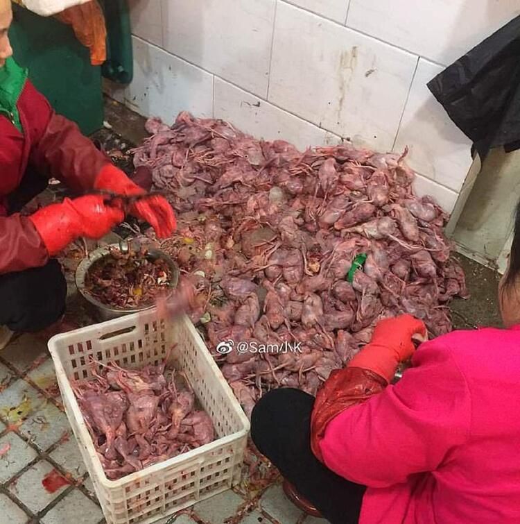 Koronayla ilgili dünyayı sarsan gelişme! Her şeyi unutun... 15