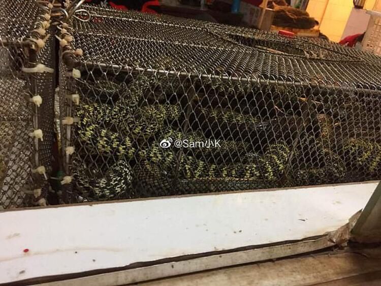 Koronayla ilgili dünyayı sarsan gelişme! Her şeyi unutun... 14