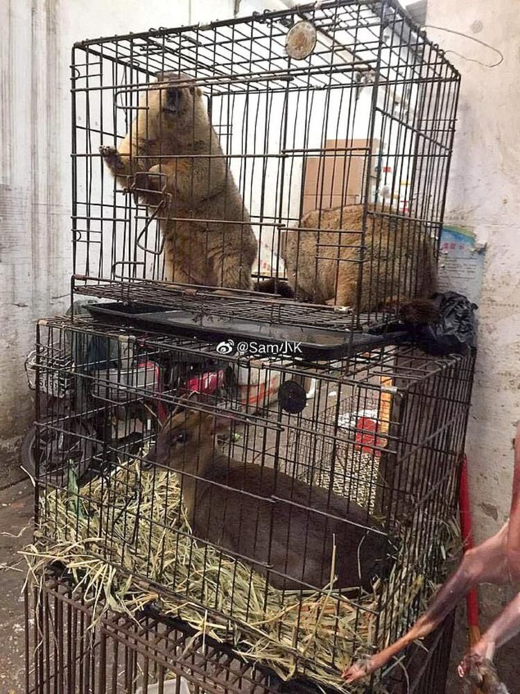 Koronayla ilgili dünyayı sarsan gelişme! Her şeyi unutun... 10