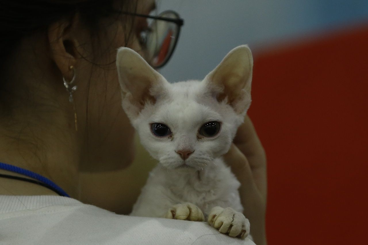 Binlerce kedi bu fuarda buluştu... 1