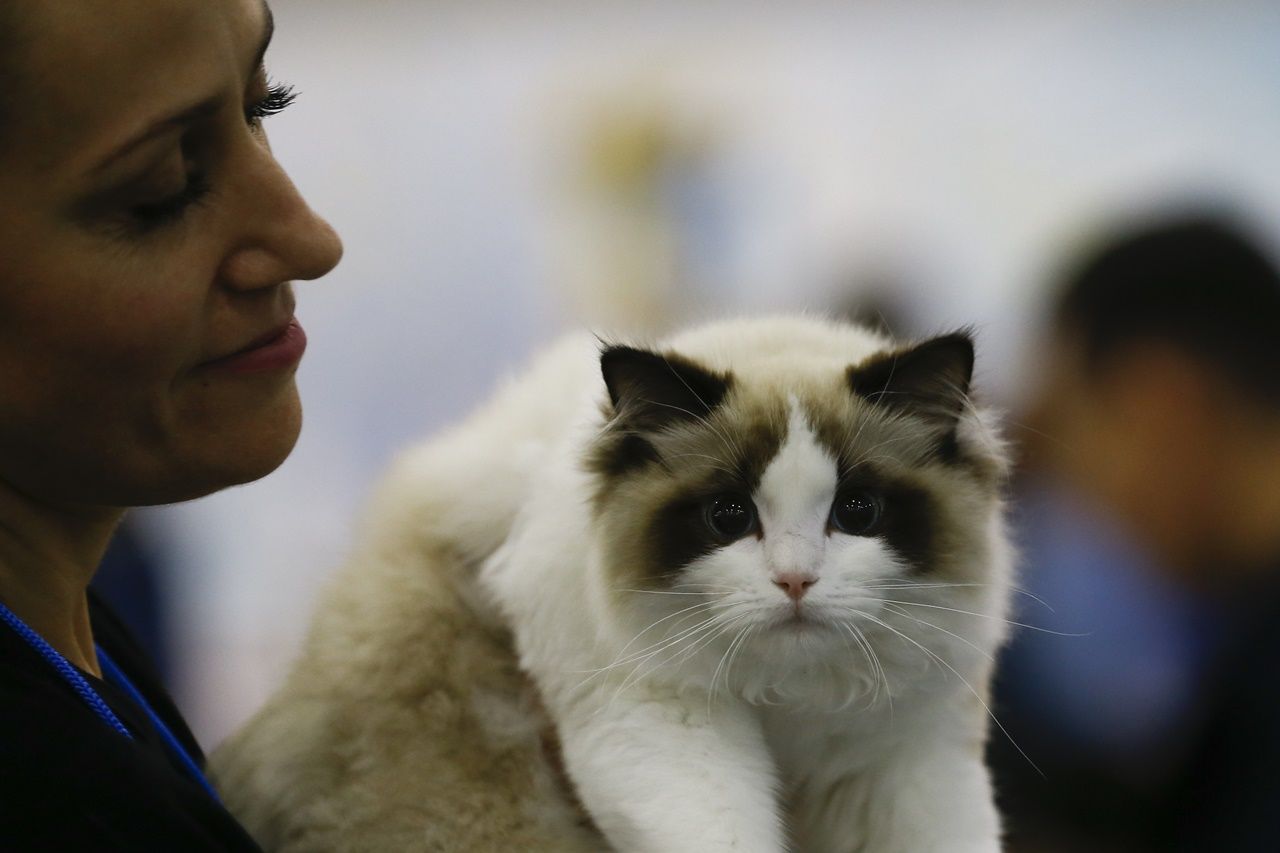 Binlerce kedi bu fuarda buluştu... 3