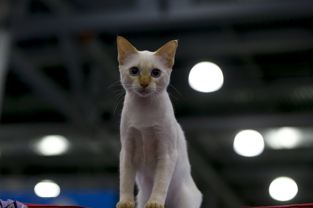Binlerce kedi bu fuarda buluştu... 4