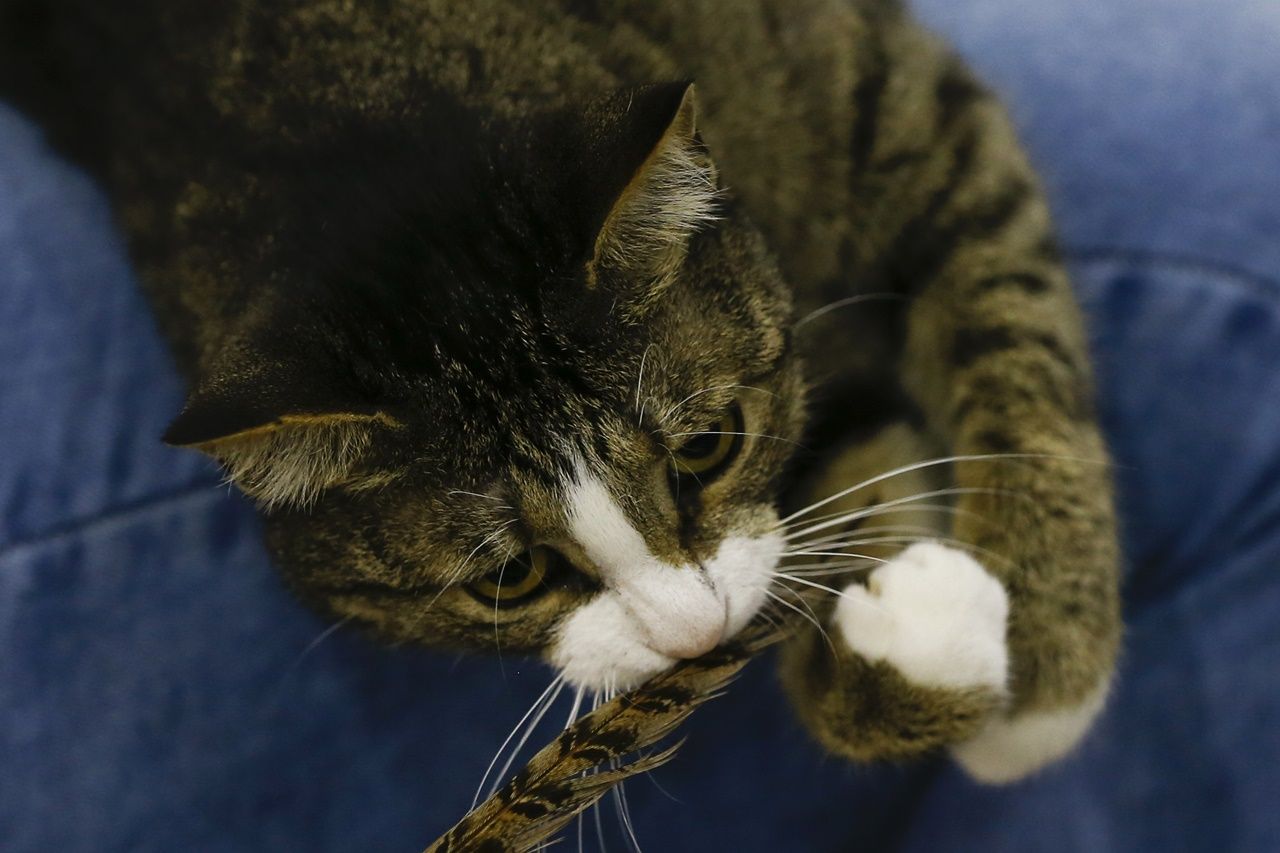 Binlerce kedi bu fuarda buluştu... 5
