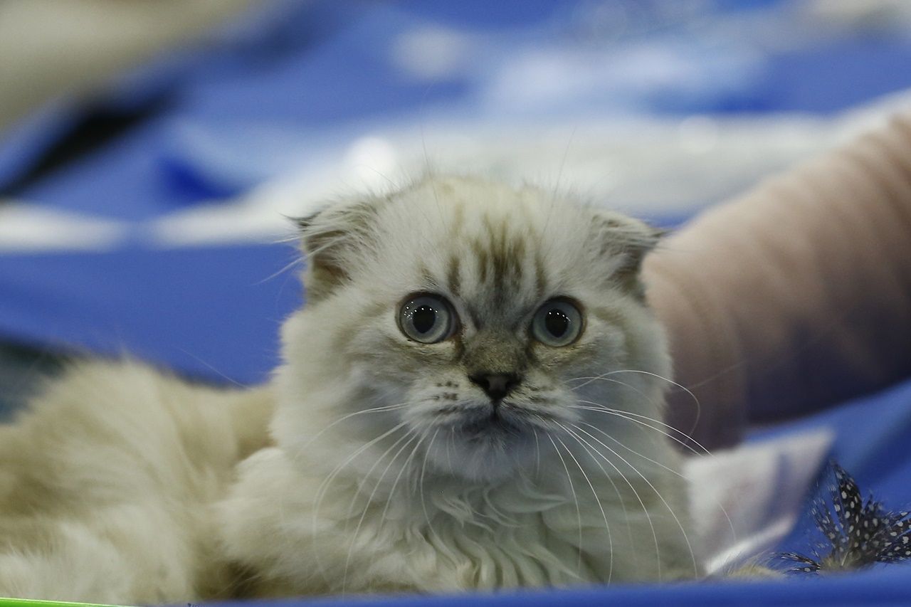 Binlerce kedi bu fuarda buluştu... 7