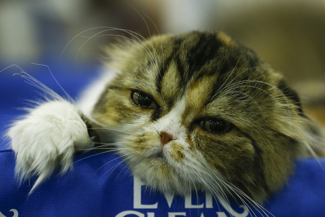 Binlerce kedi bu fuarda buluştu... 8