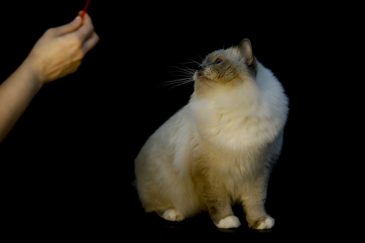 Binlerce kedi bu fuarda buluştu... 9