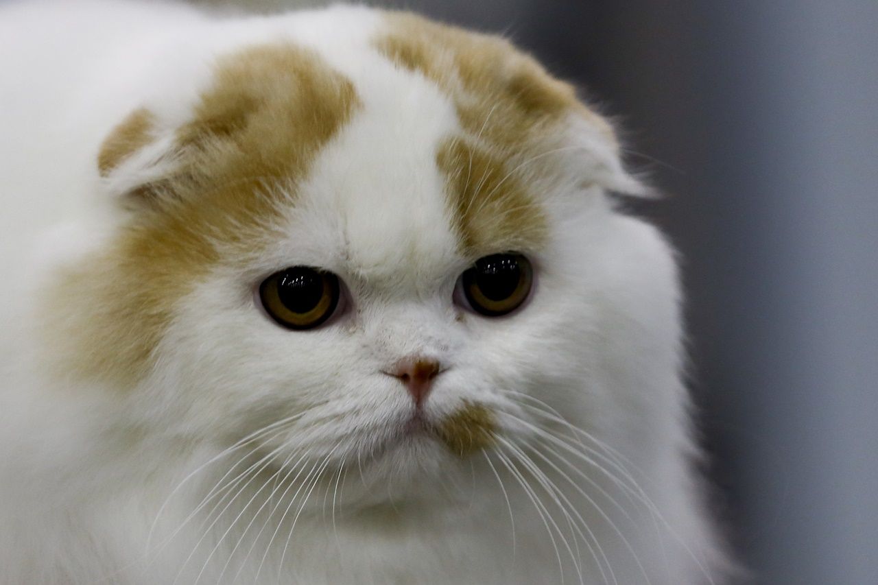 Binlerce kedi bu fuarda buluştu... 10