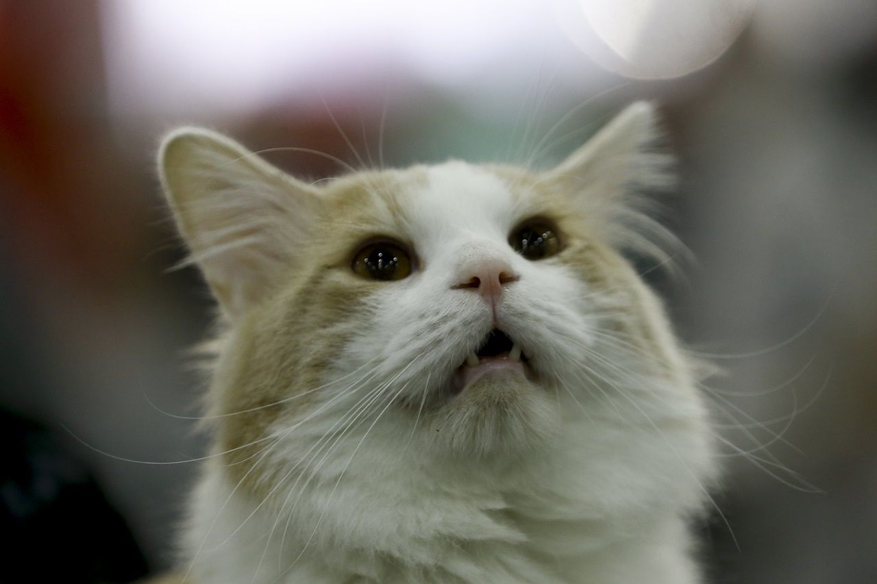 Binlerce kedi bu fuarda buluştu... 11