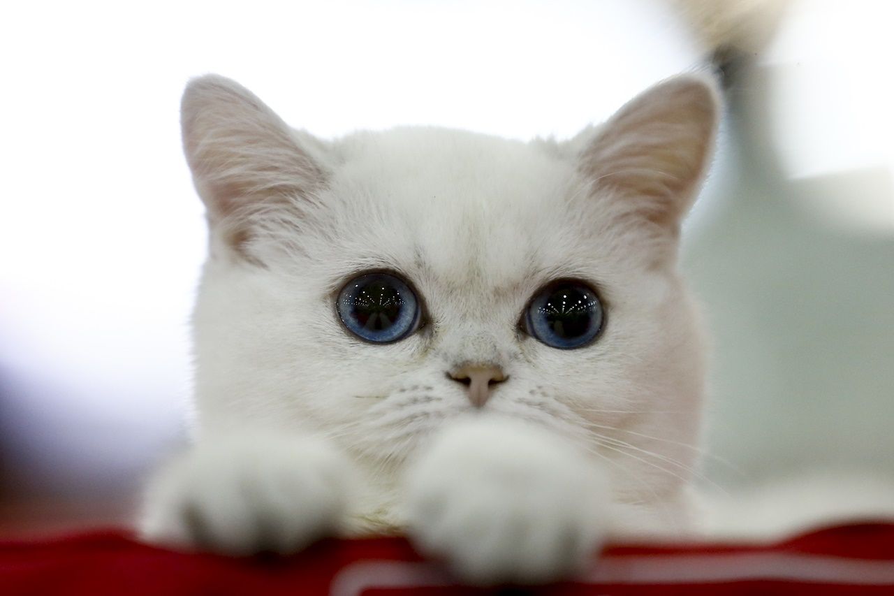 Binlerce kedi bu fuarda buluştu... 13