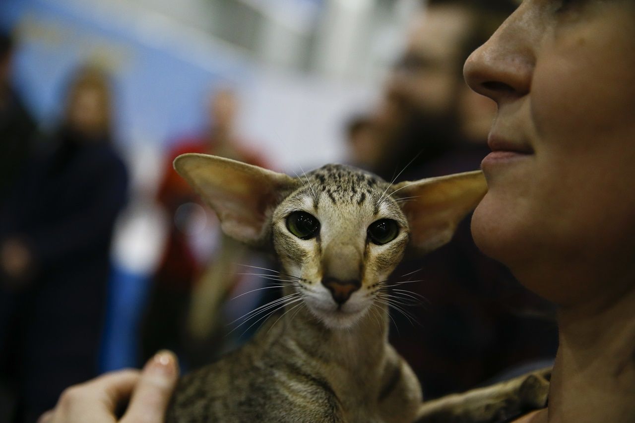 Binlerce kedi bu fuarda buluştu... 14