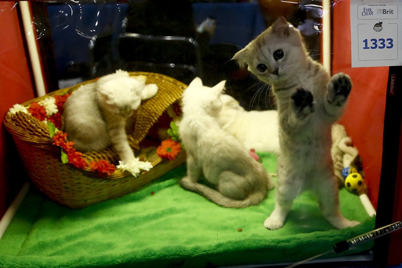 Binlerce kedi bu fuarda buluştu... 16