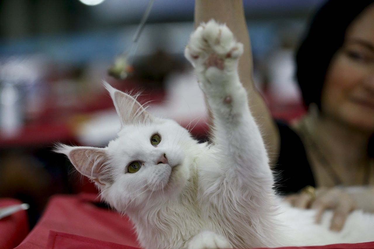 Binlerce kedi bu fuarda buluştu... 17