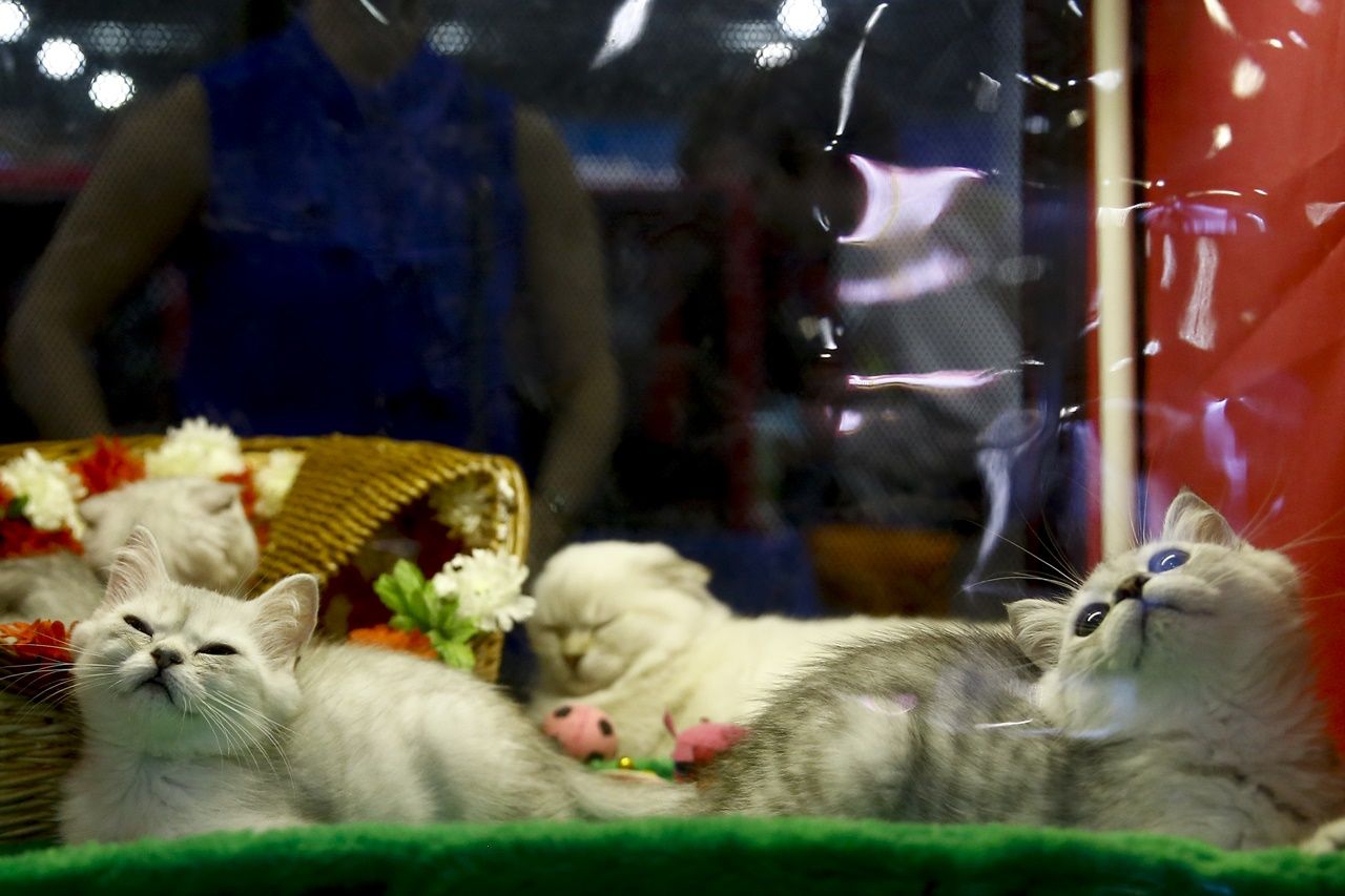 Binlerce kedi bu fuarda buluştu... 19