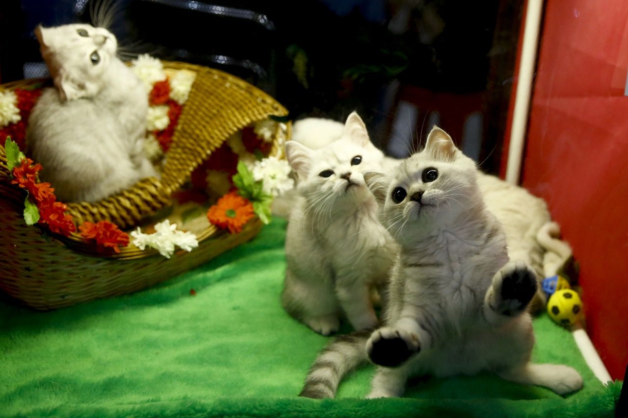 Binlerce kedi bu fuarda buluştu... 20