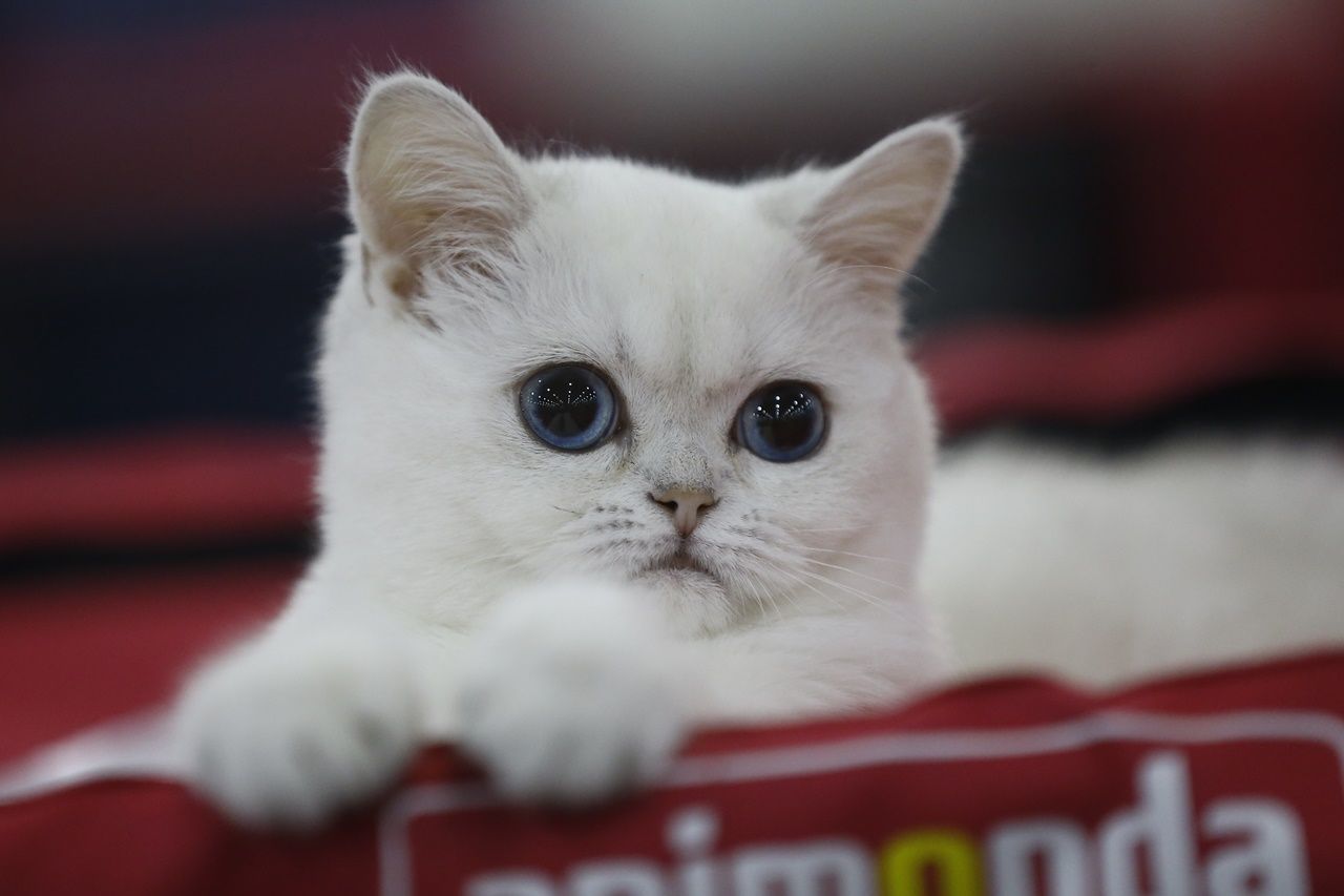 Binlerce kedi bu fuarda buluştu... 22