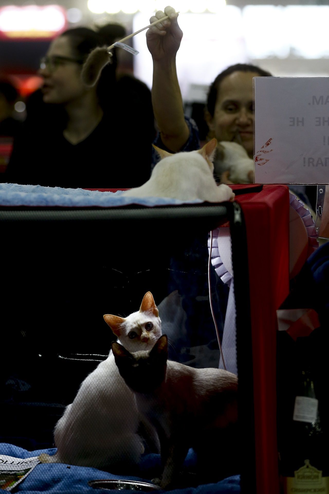 Binlerce kedi bu fuarda buluştu... 23