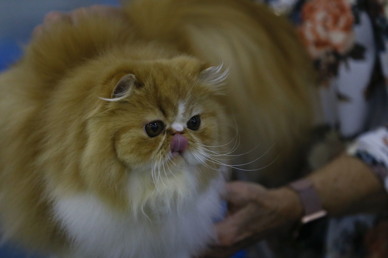 Binlerce kedi bu fuarda buluştu... 26