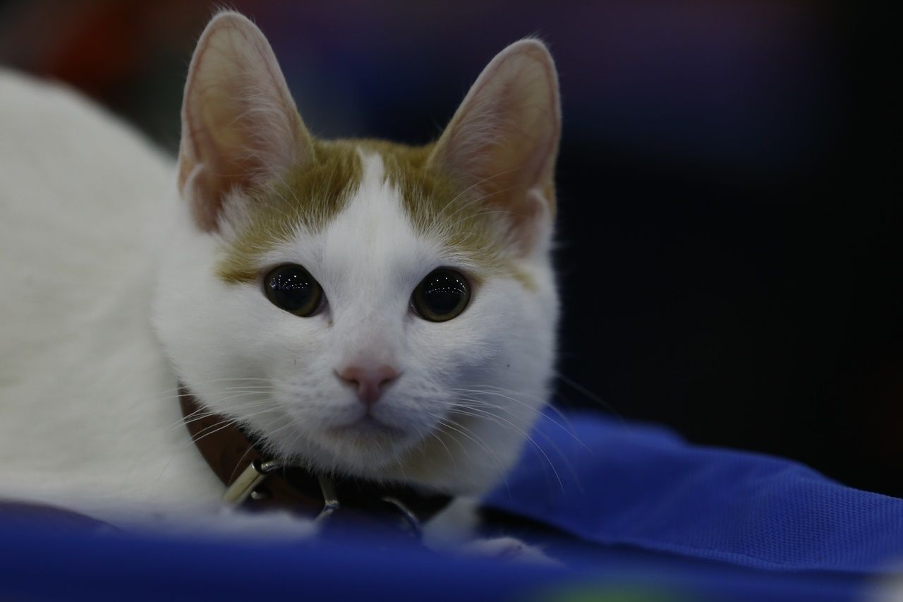 Binlerce kedi bu fuarda buluştu... 28