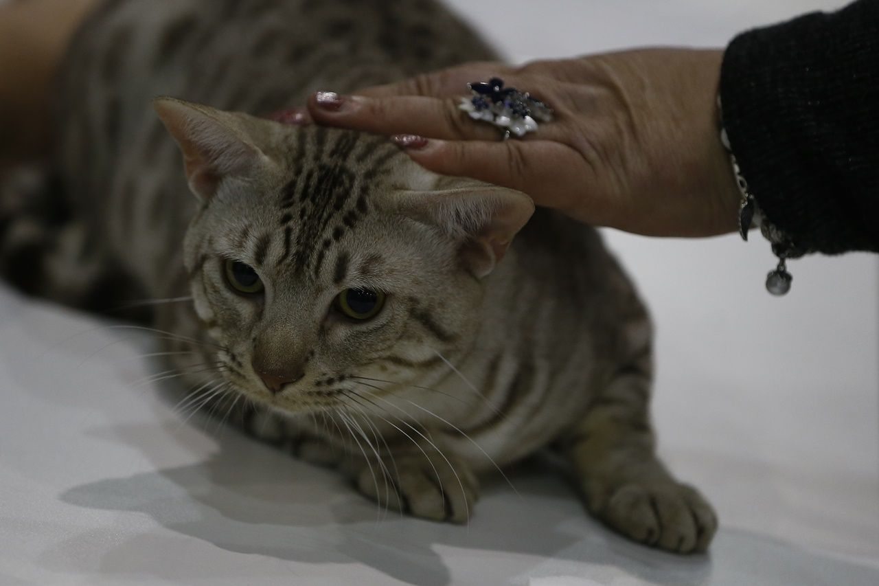 Binlerce kedi bu fuarda buluştu... 29