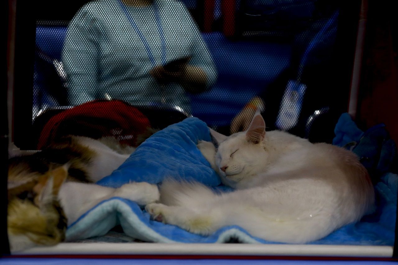 Binlerce kedi bu fuarda buluştu... 30