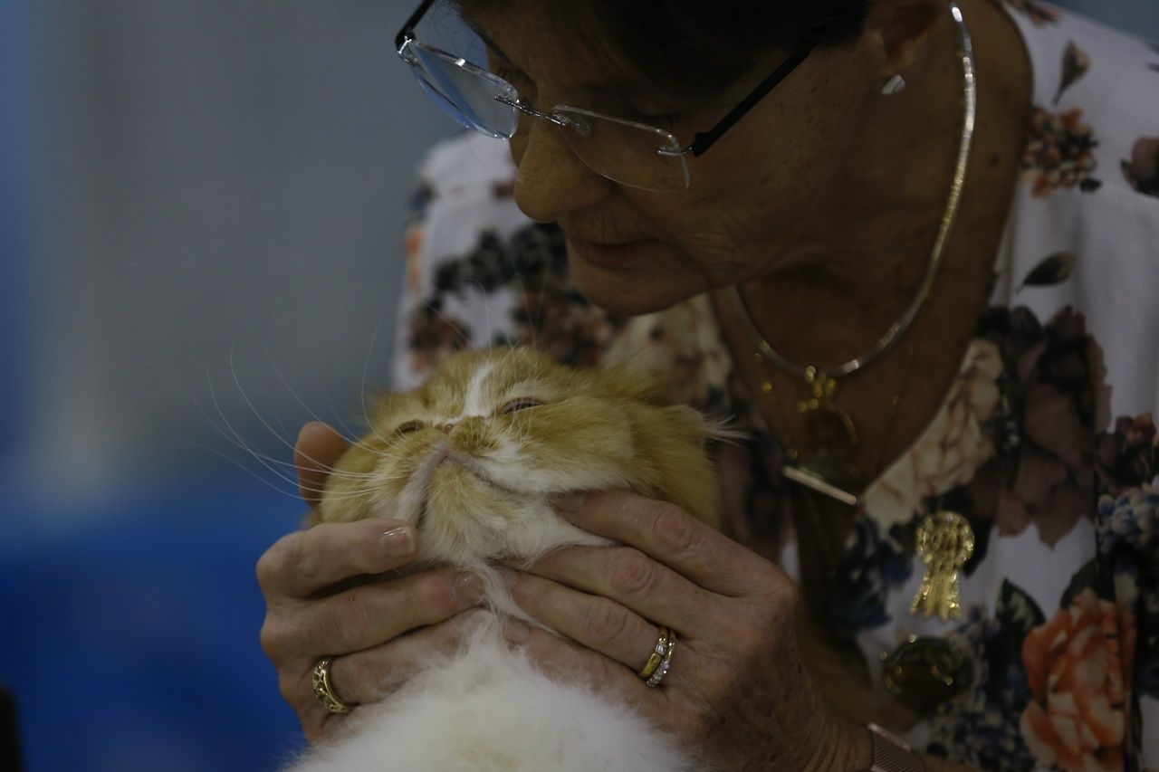 Binlerce kedi bu fuarda buluştu... 31