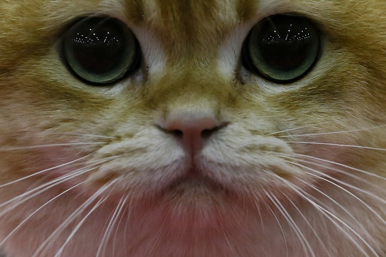 Binlerce kedi bu fuarda buluştu... 32
