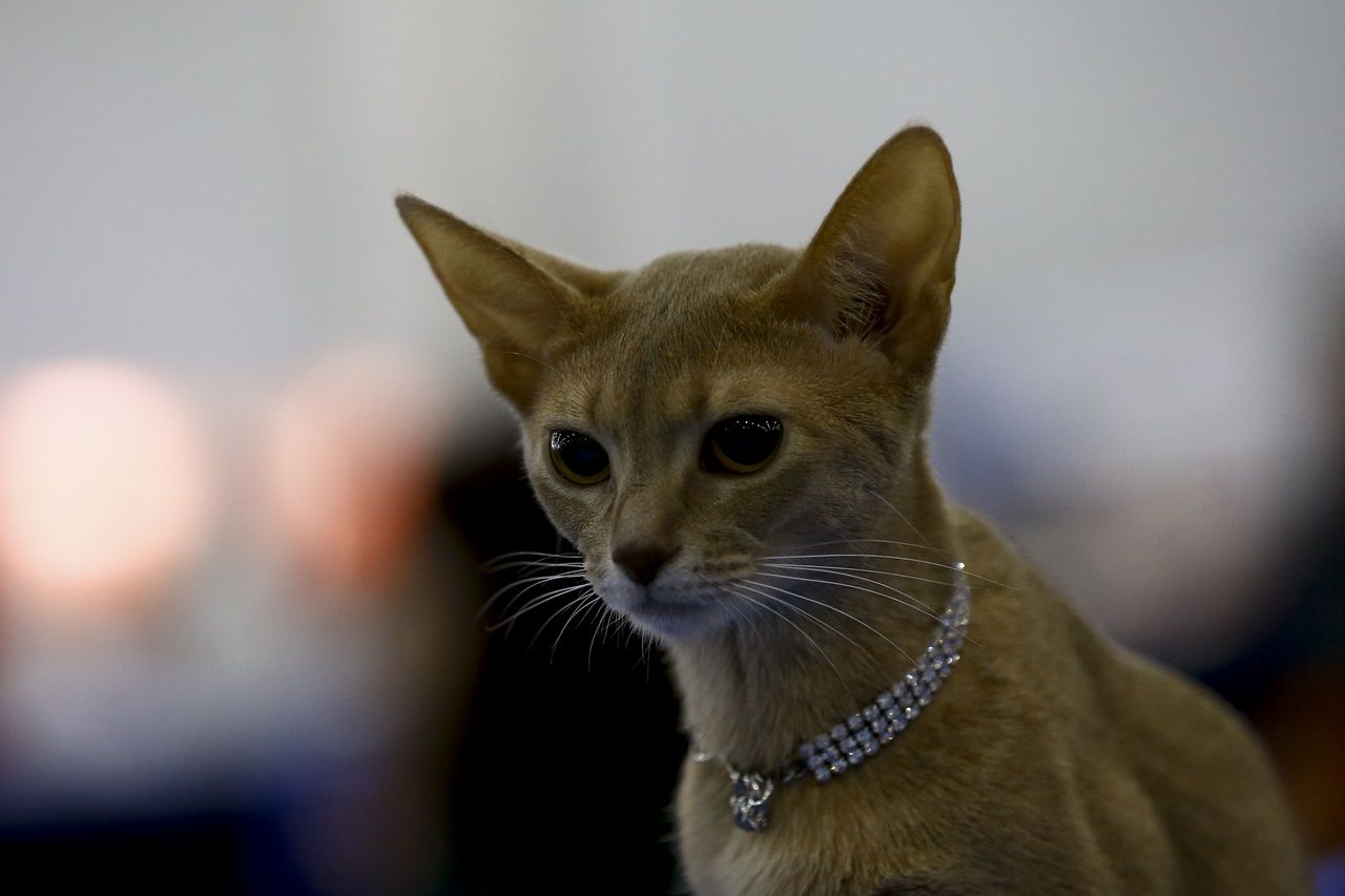 Binlerce kedi bu fuarda buluştu... 33
