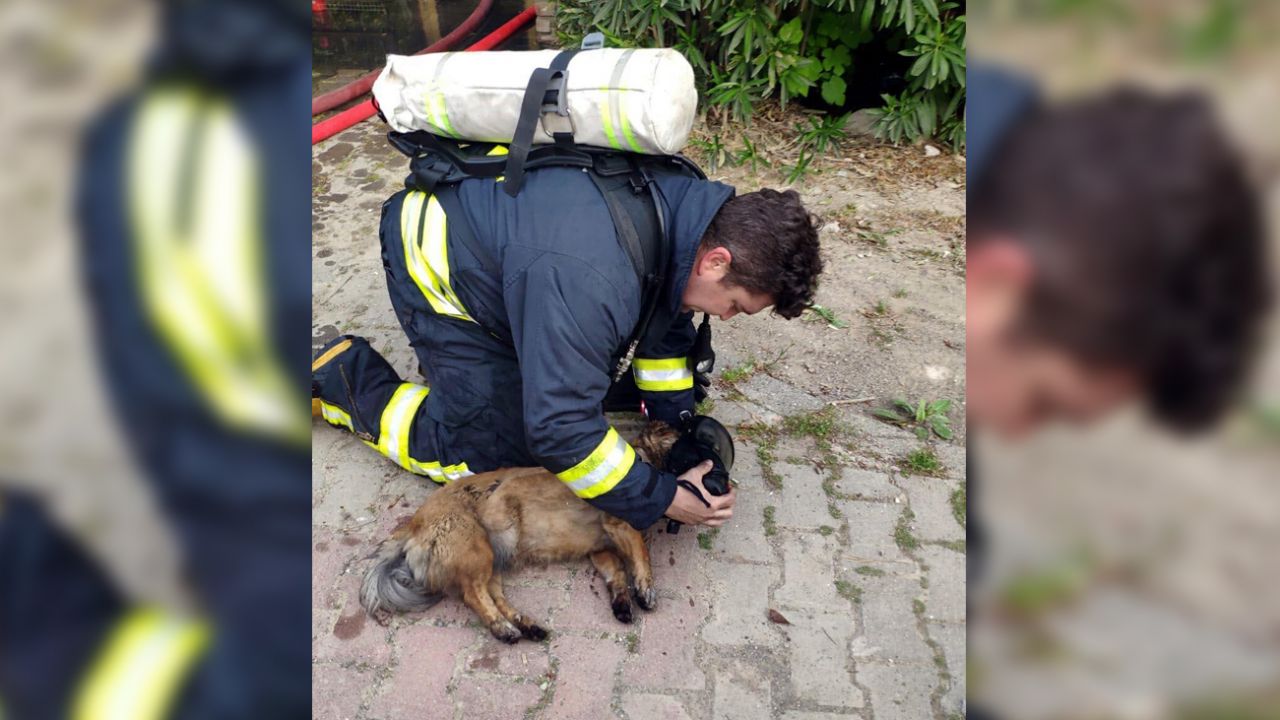 Muğla'da korkutan yangın! İtfaiyeci, kendi oksijen maskesini taktığı köpekleri hayata döndürdü 1