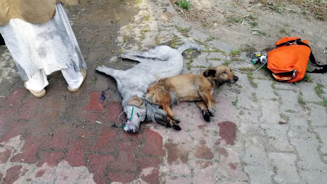 Muğla'da korkutan yangın! İtfaiyeci, kendi oksijen maskesini taktığı köpekleri hayata döndürdü 5