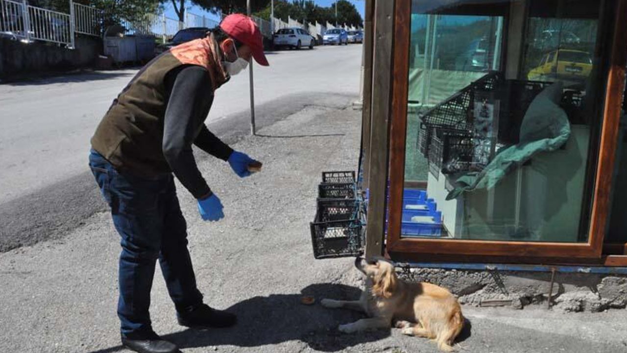 Son dakika... Ambulansı takip ederek geldi! 5 gündür hastane önünde sahibini bekliyor 2