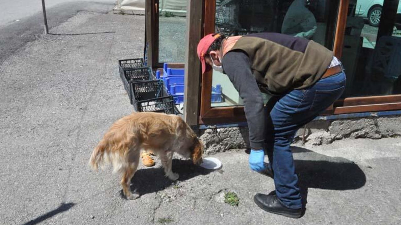 Son dakika... Ambulansı takip ederek geldi! 5 gündür hastane önünde sahibini bekliyor 3
