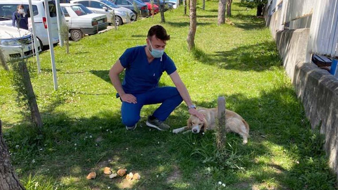 Son dakika... Ambulansı takip ederek geldi! 5 gündür hastane önünde sahibini bekliyor 4