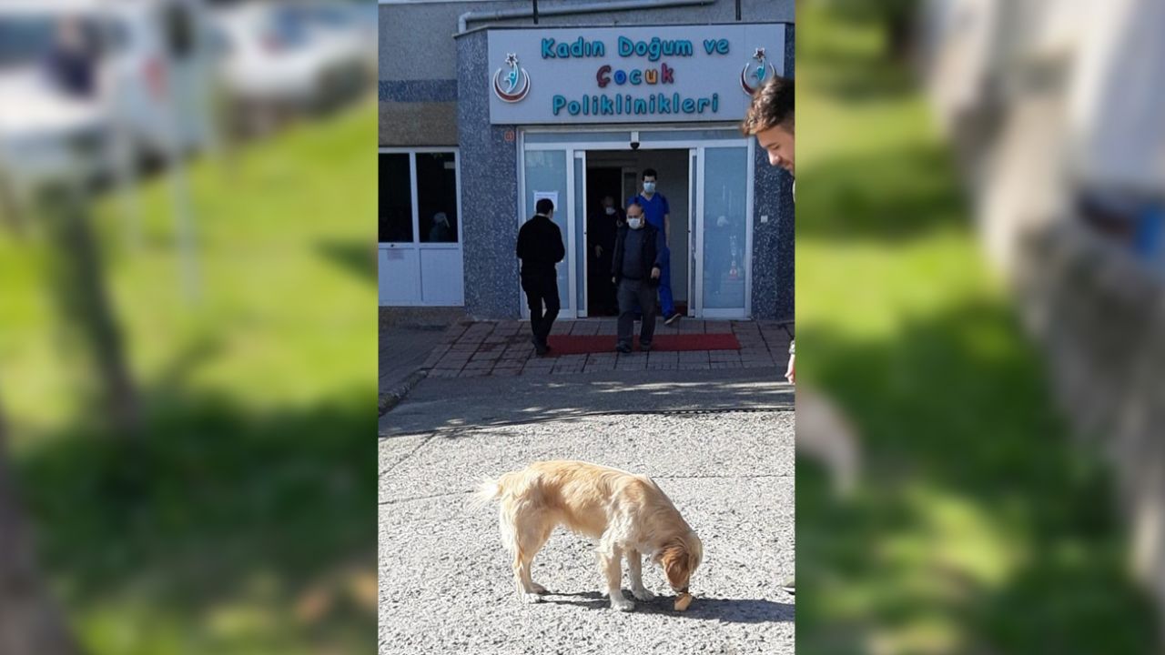 Son dakika... Ambulansı takip ederek geldi! 5 gündür hastane önünde sahibini bekliyor 5
