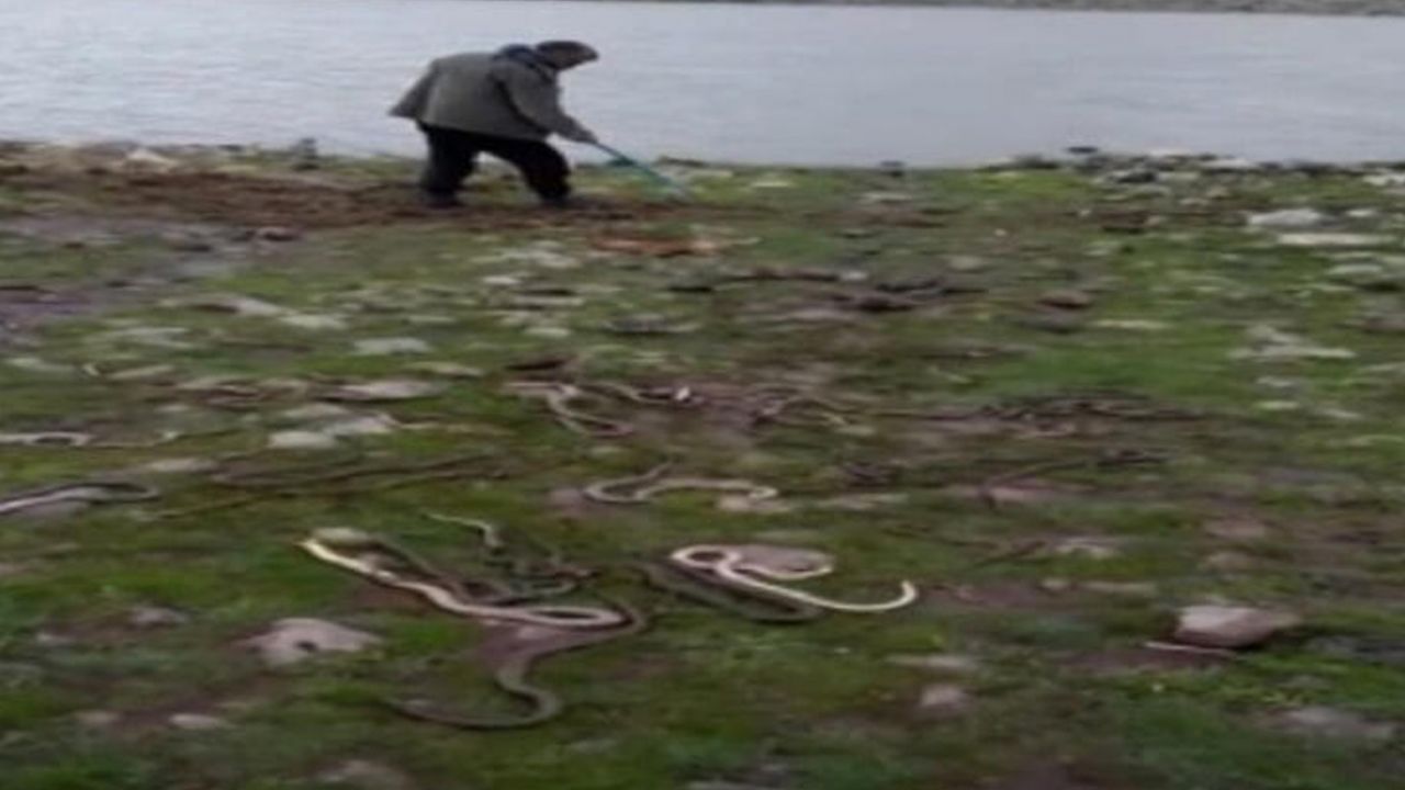 Son dakika! İki ilden iki gün arayla korkutan görüntü: Yılan sürüleri... 11