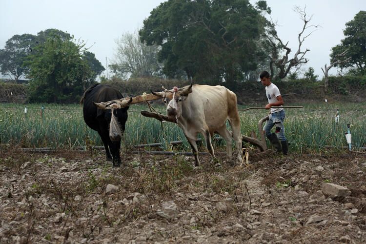 Kabus gibi... Korona virüsten daha tehlikeli sonuçları olacak... 21