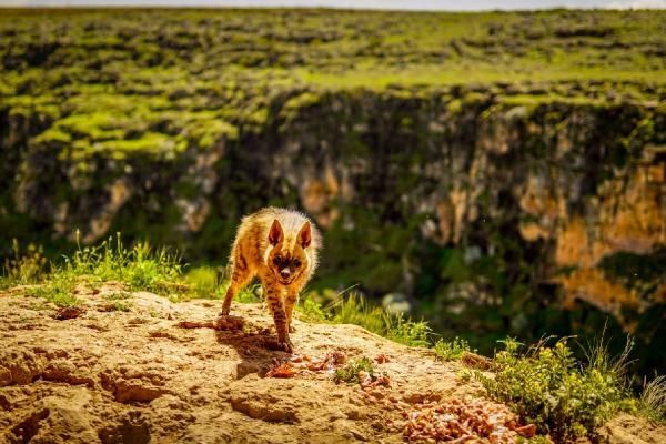 Adıyaman'da çizgili sırtlan görüntülendi... 1