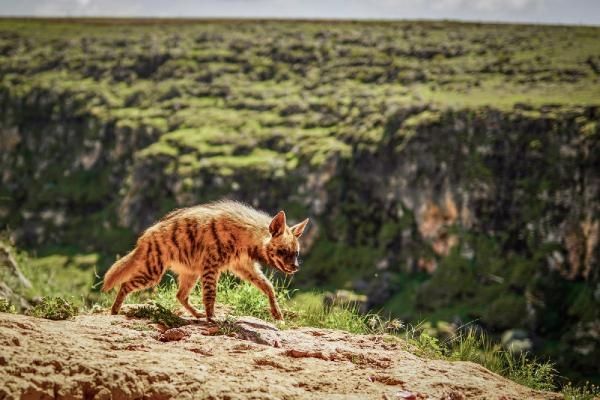 Adıyaman'da çizgili sırtlan görüntülendi... 2