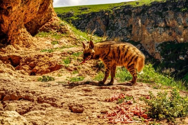 Adıyaman'da çizgili sırtlan görüntülendi... 4