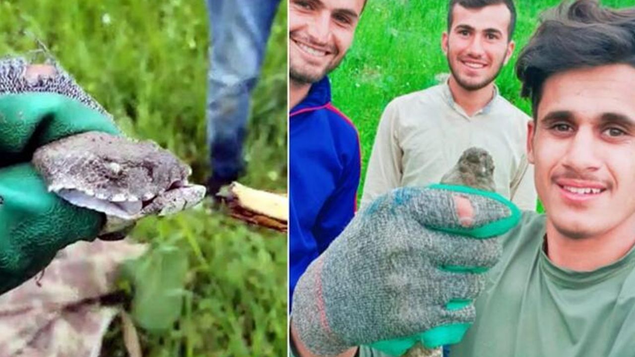 Son dakika... Boyları 1 metreyi aşıyor: Evin çatısından giriyorlar 10