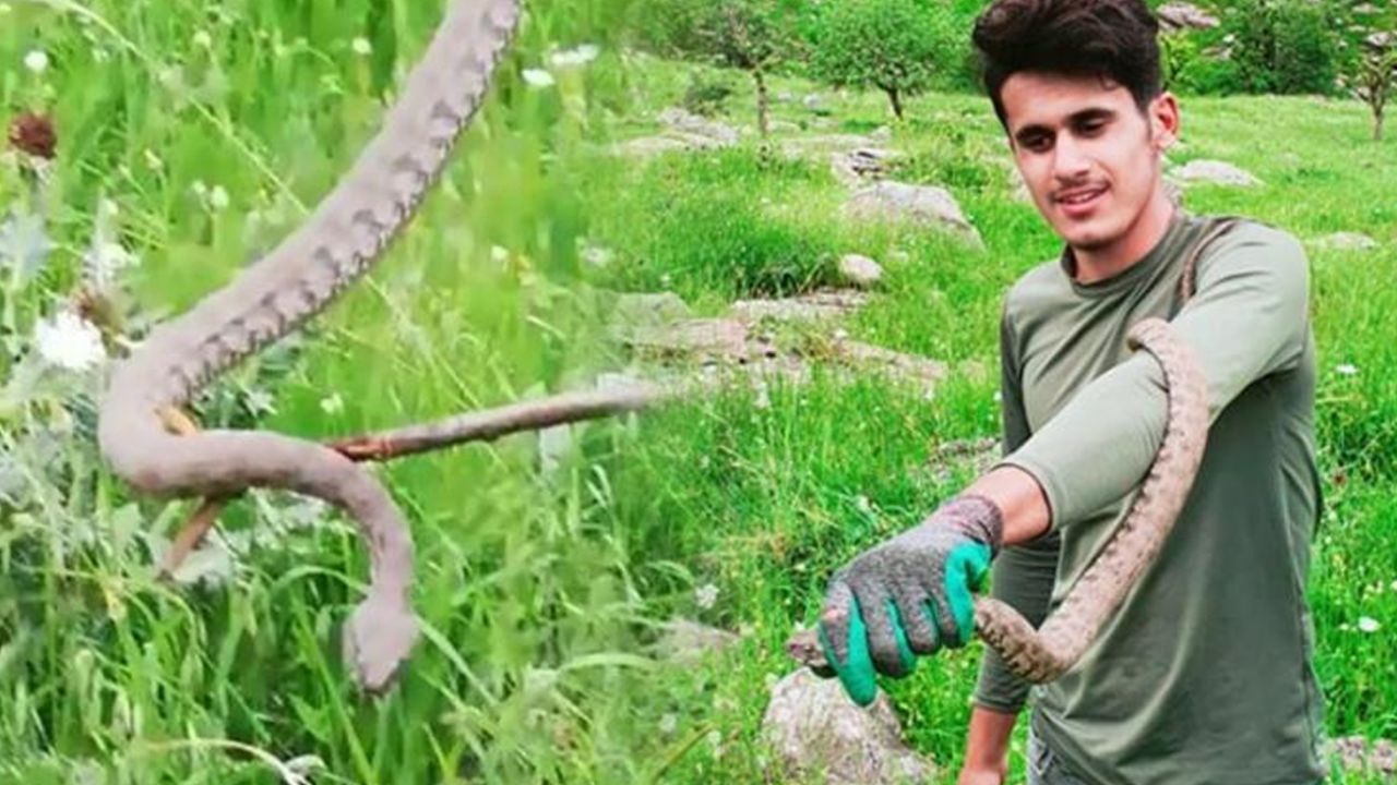 Son dakika... Boyları 1 metreyi aşıyor: Evin çatısından giriyorlar 11