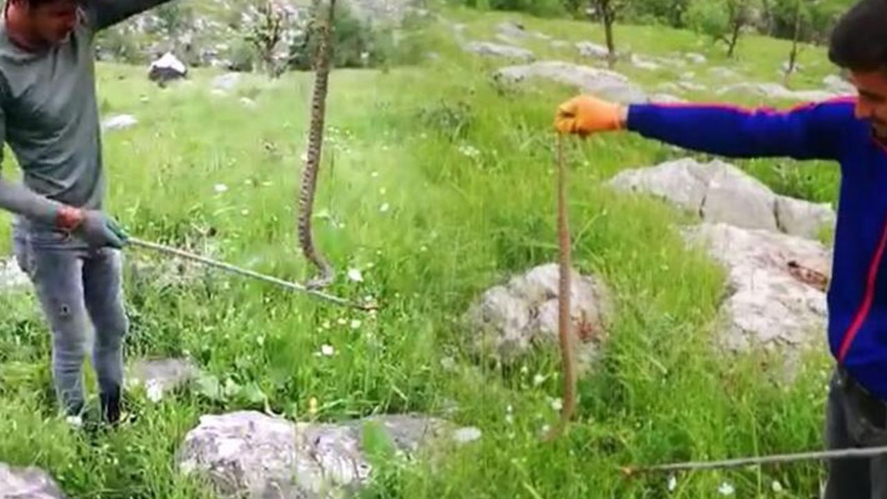 Son dakika... Boyları 1 metreyi aşıyor: Evin çatısından giriyorlar 12