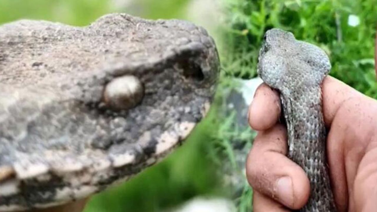 Son dakika... Boyları 1 metreyi aşıyor: Evin çatısından giriyorlar 14