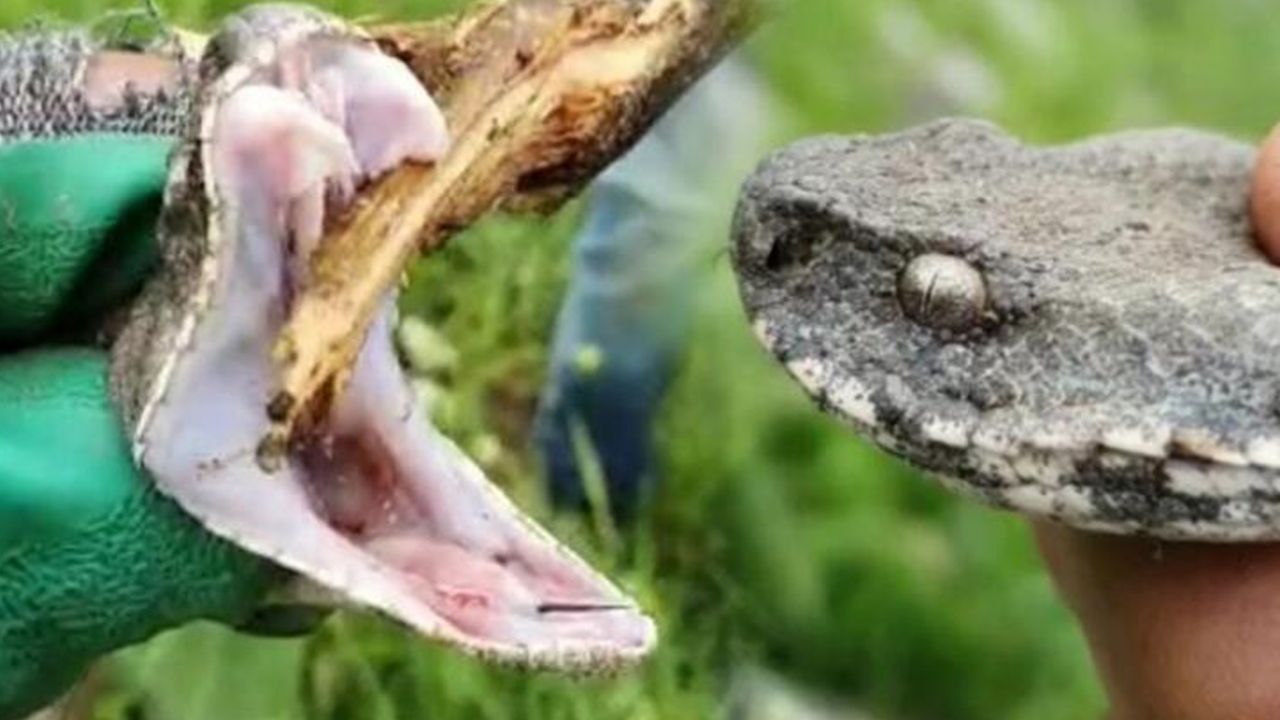 Son dakika... Boyları 1 metreyi aşıyor: Evin çatısından giriyorlar 7
