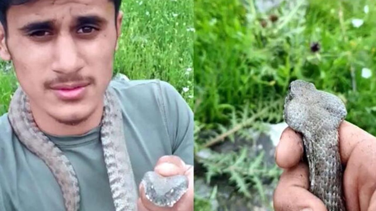 Son dakika... Boyları 1 metreyi aşıyor: Evin çatısından giriyorlar 9