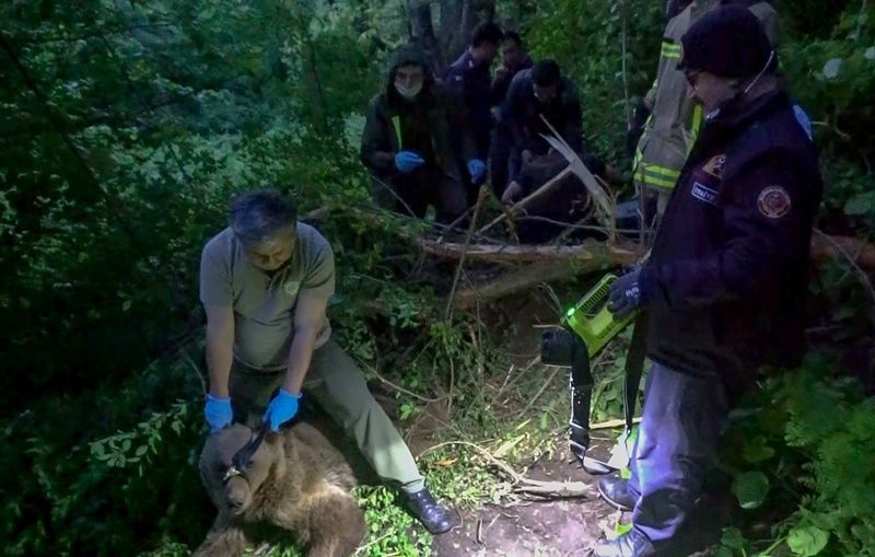 Uludağ’da kapana yakalanan ayı kurtarıldı 6